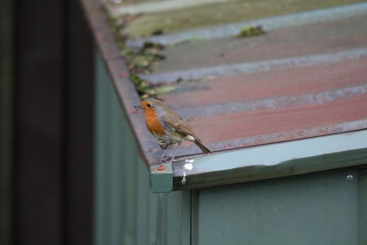 Robin perching on roof