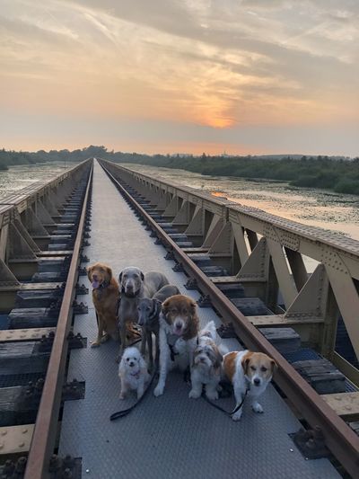 View of dogs on railroad tracks against sky