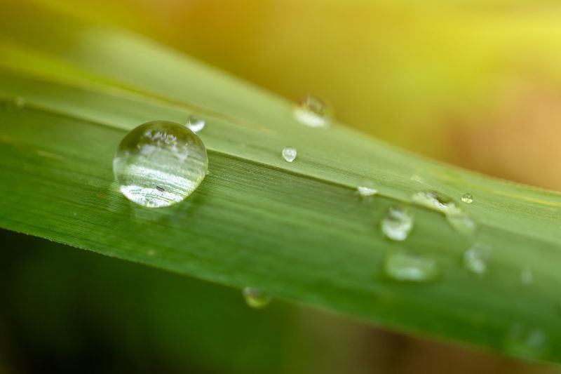 Close-up of water drops on green leaves during rainy season