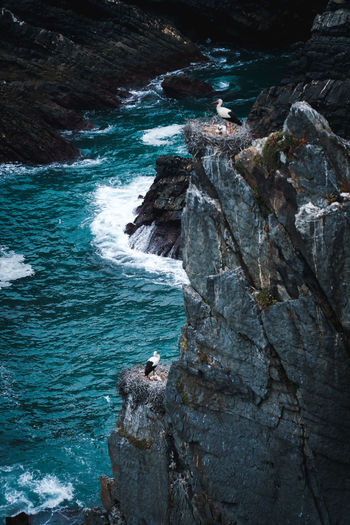 High angle view of storks perching on rock formation in sea