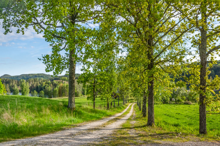 Road amidst trees against sky
