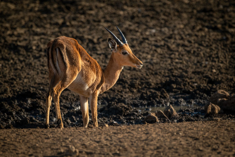 Male common impala stands beside muddy waterhole