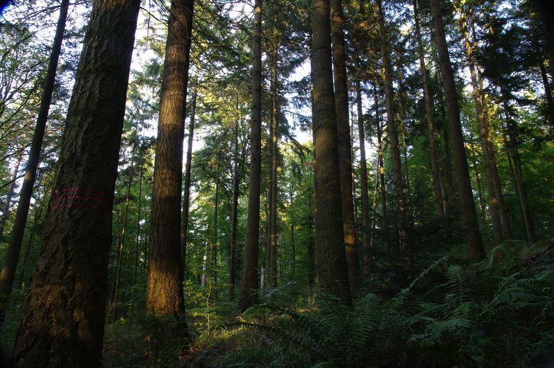 Low angle view of trees in forest