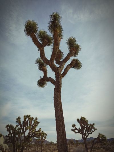 Low angle view of palm trees against sky