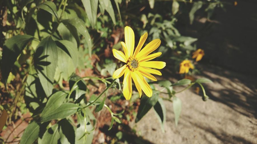 Close-up of yellow flowering plant