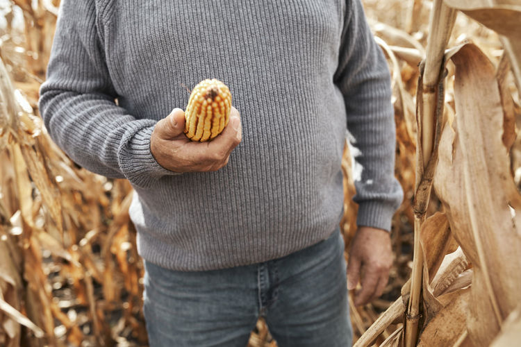 Farmer holding corn while standing at corn farm