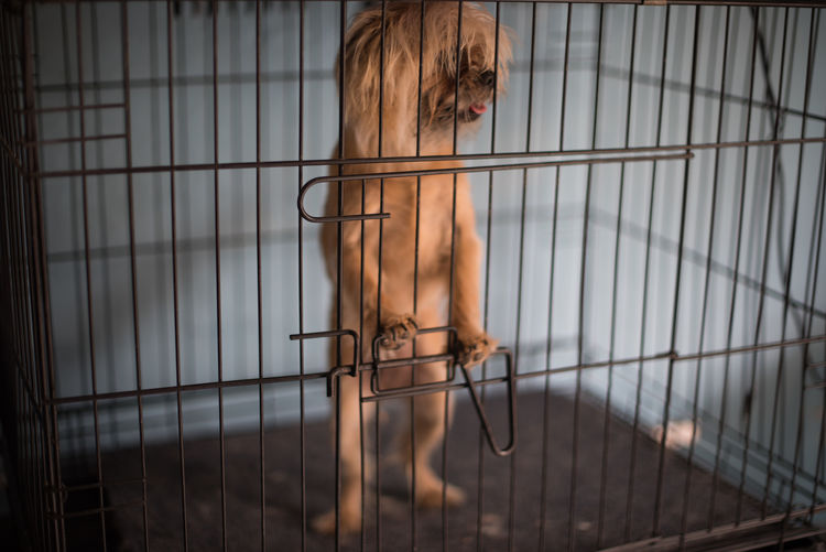 Dog in cage