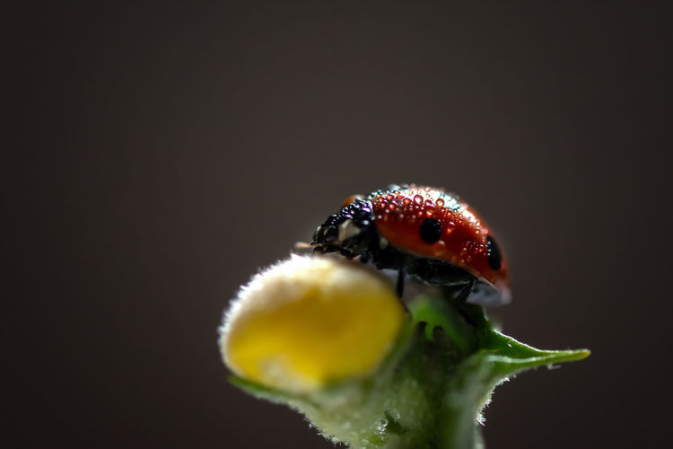 Close-up of ladybug over black background