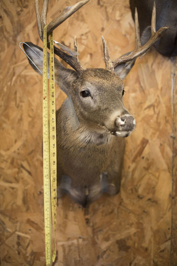 Measuring tape hangs from the antlers of a deer mount at a taxidermy.