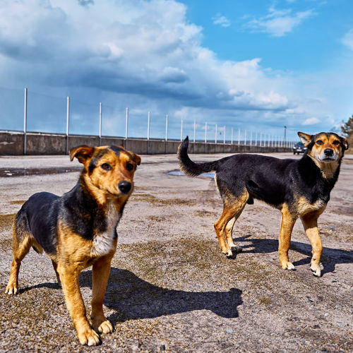 Dogs standing against the sky