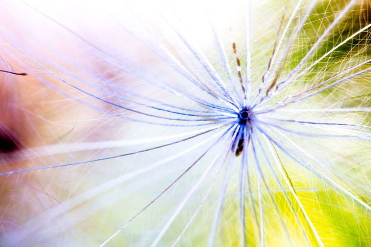 Full frame shot of flower