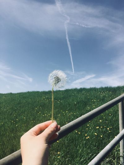 Cropped hand of woman holding dandelion seeds against landscape