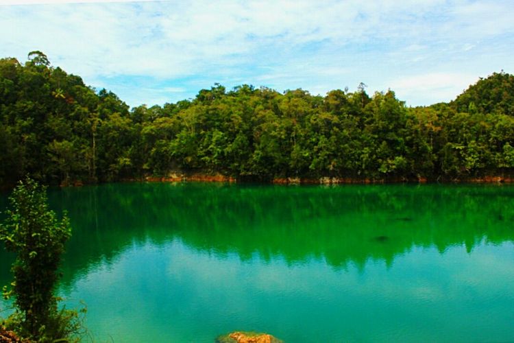 Reflection of trees in lake