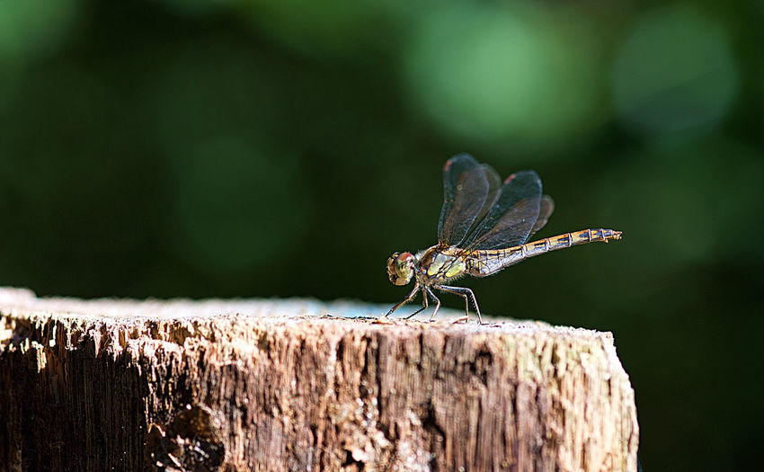 Close-up of dragonfly on wooden post