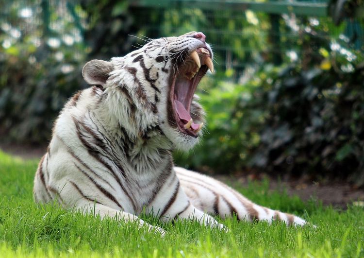 White tiger yawning on grass at zoo