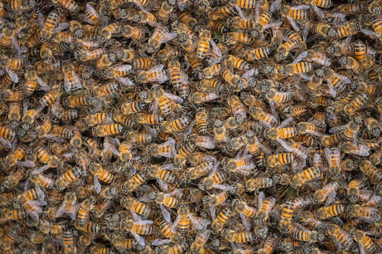 High angle view of bees