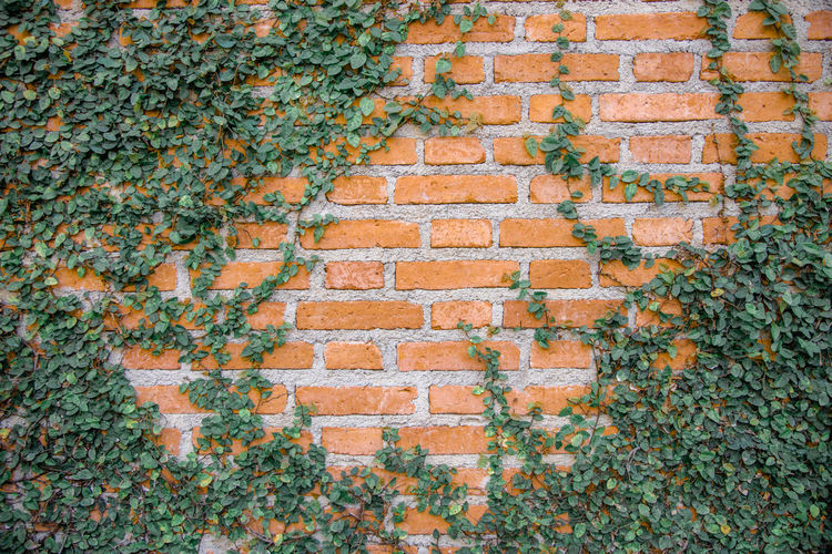 Full frame shot of ivy on wall