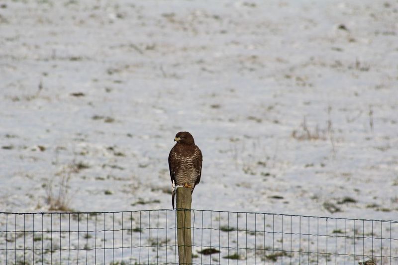Close-up of bird perching on shore