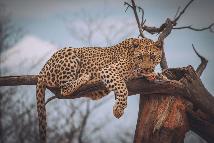 Leopard sitting on broken tree
