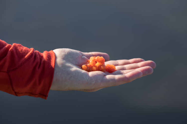 Cropped hand of man holding red berries