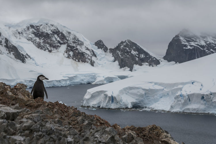Chinstrap penguin nesting on spigot peak, at orne harbor on the antarctic peninsula.