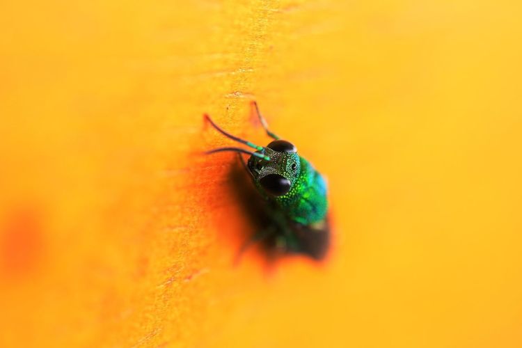 Close-up of insect on yellow background