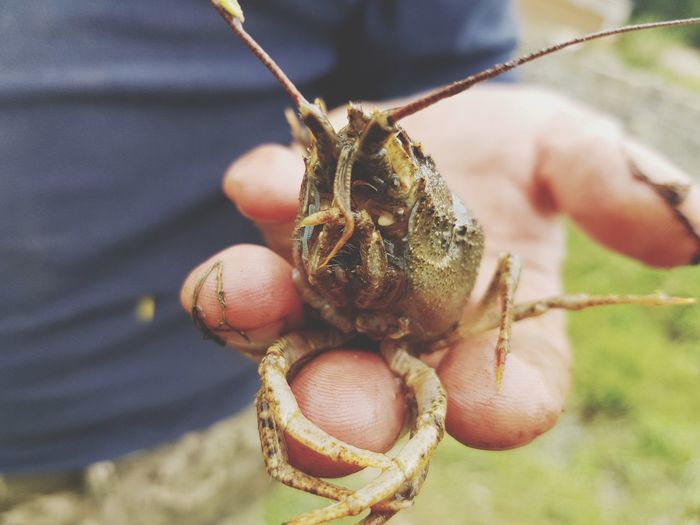 Cropped hand of person holding hermit crab