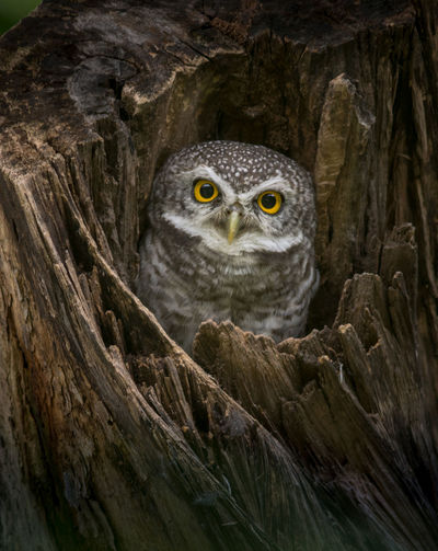 Portrait of owl in tree trunk