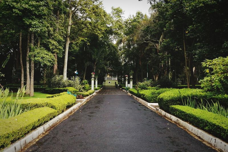 Footpath amidst trees in park