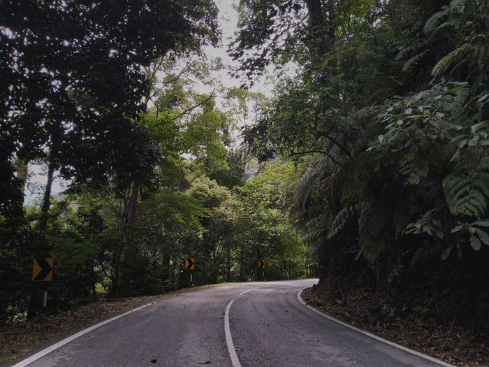 Road amidst trees and plants in forest