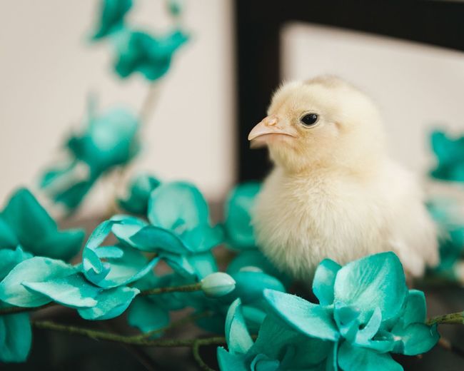 Close-up of baby chicken by flowers