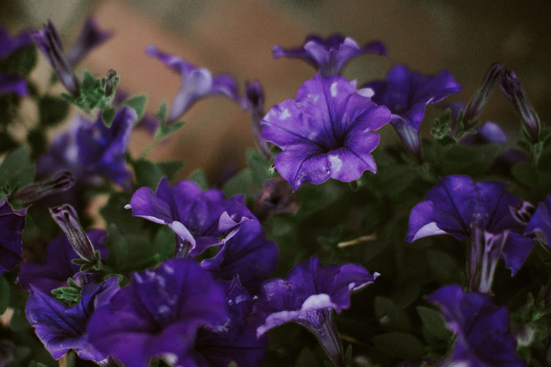Close-up of purple flowers blooming outdoors