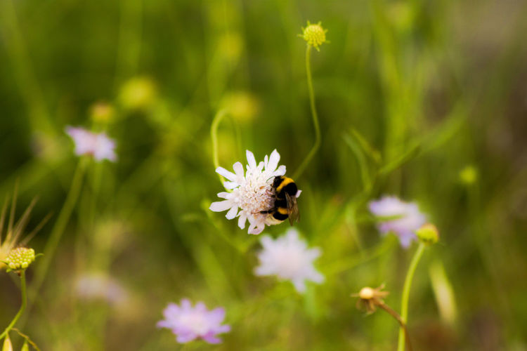 Bee on flower meadow