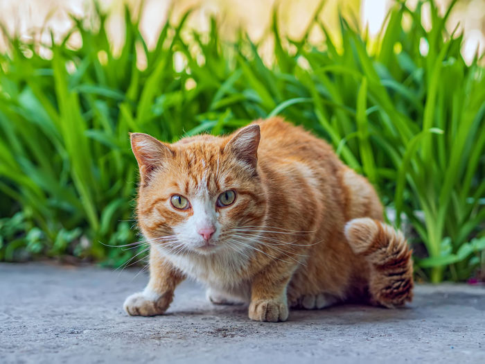 Portrait of cat