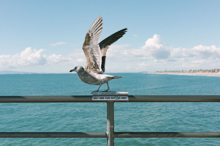 Seagull on railing near sea against sky