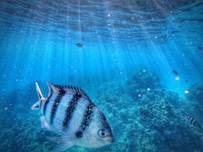 Fish swimming in sea