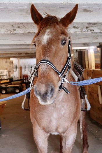 Brown horse in barn