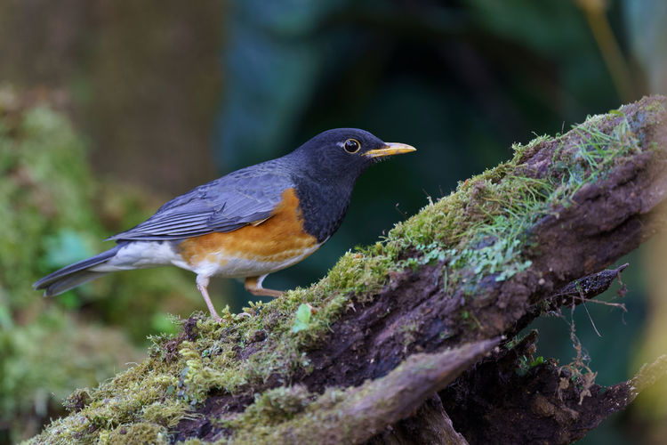 Close-up of robin perching on moss covered dead tree