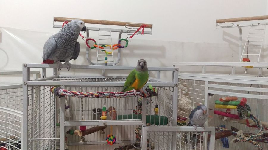 Two birds perching in cage