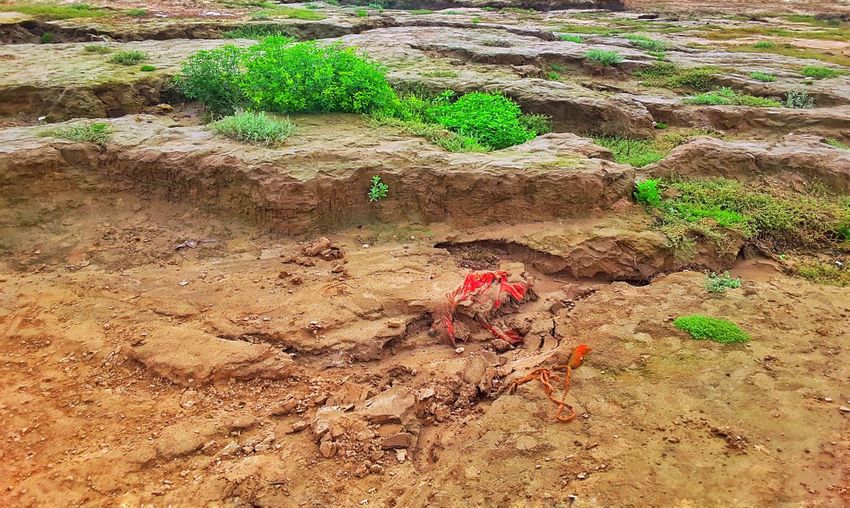 High angle view of lizard on rock