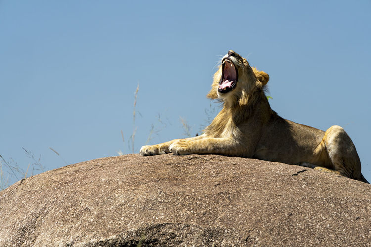 A yawning lion is resting in the sun on a rock