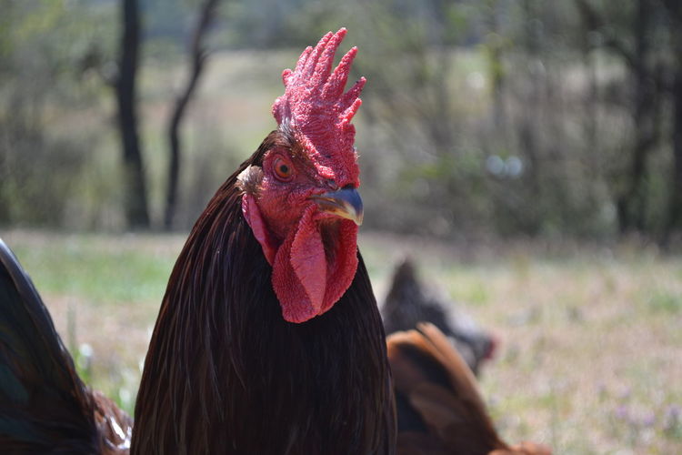 Close-up of rooster at farm