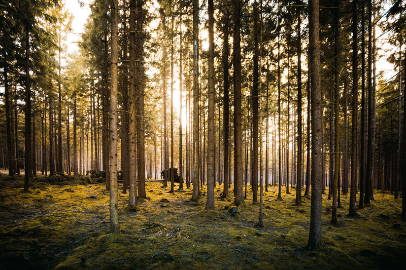Trees in forest