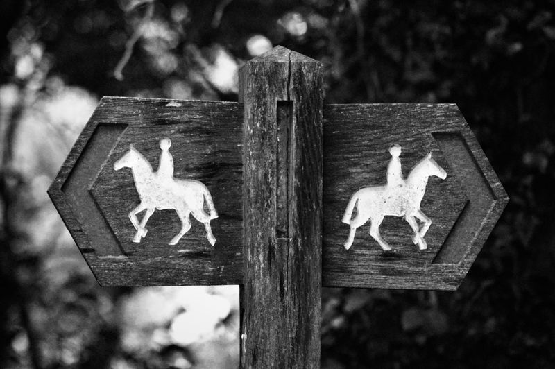 Wooden horseback riding sign in forest