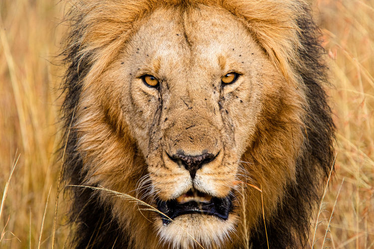Face to face - close up portrait of a male lion in the masai mara, kenya