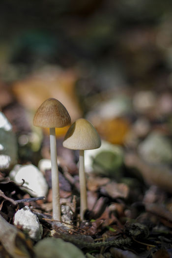 Close-up of mushrooms growing on land