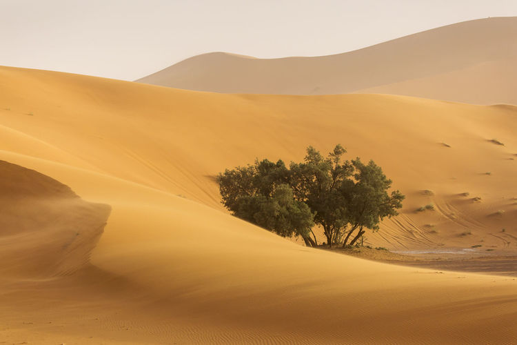 Scenic view of desert