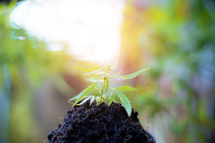 Cannabis plant on soil being planted in farm.
