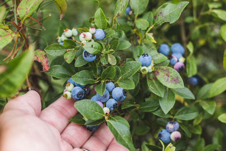 Close-up of hand touching blueberries on plant
