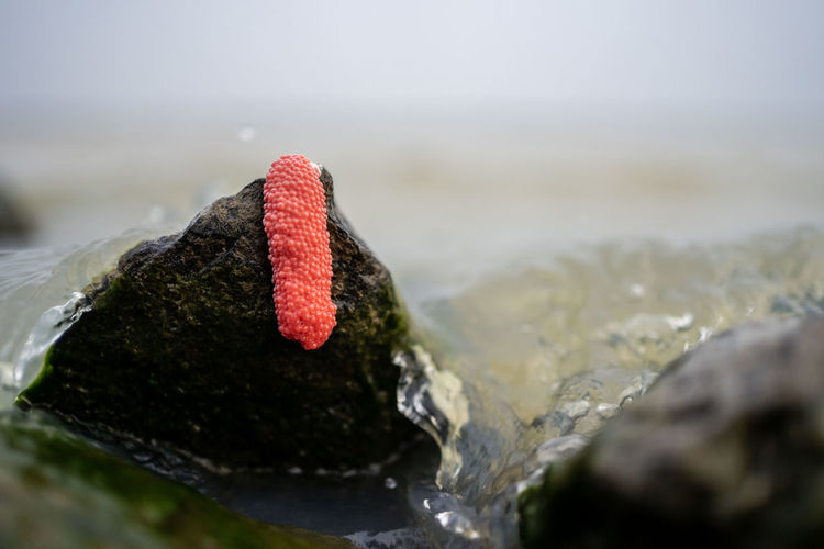 Close-up of red rock in sea